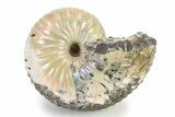 Iridescent Ammonite (Hoploscaphites) Fossil - Montana #316565-1